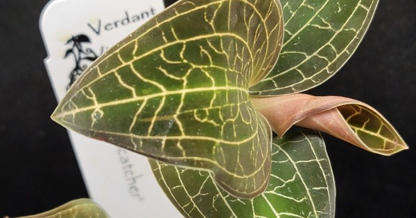 Dossinochilus ‘Dreamcatcher’